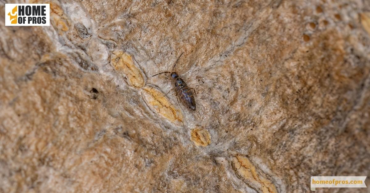 Springtails