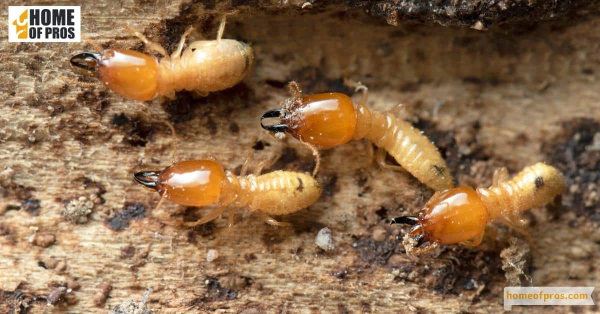Termites