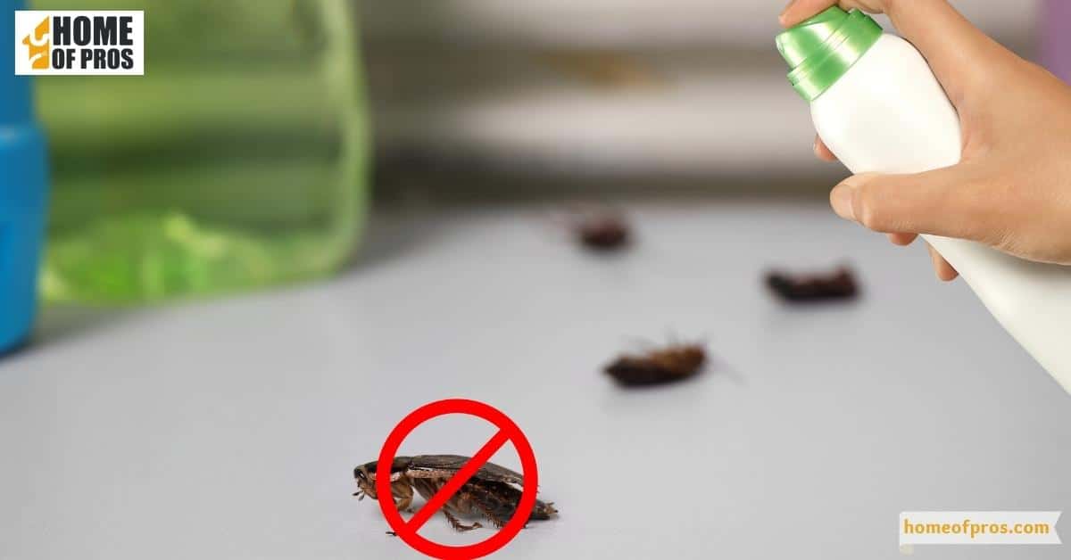 Use insecticides or professional treatment