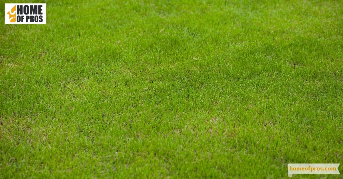 Wet Spots on the Lawn