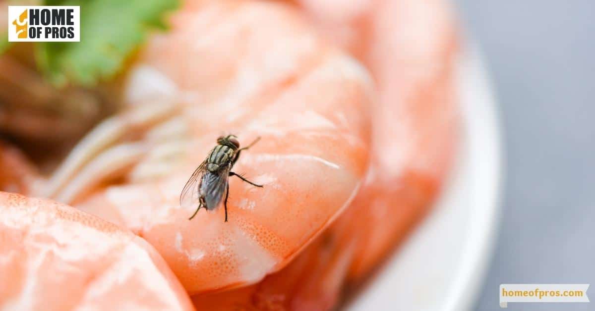 What Makes House Flies Dangerous