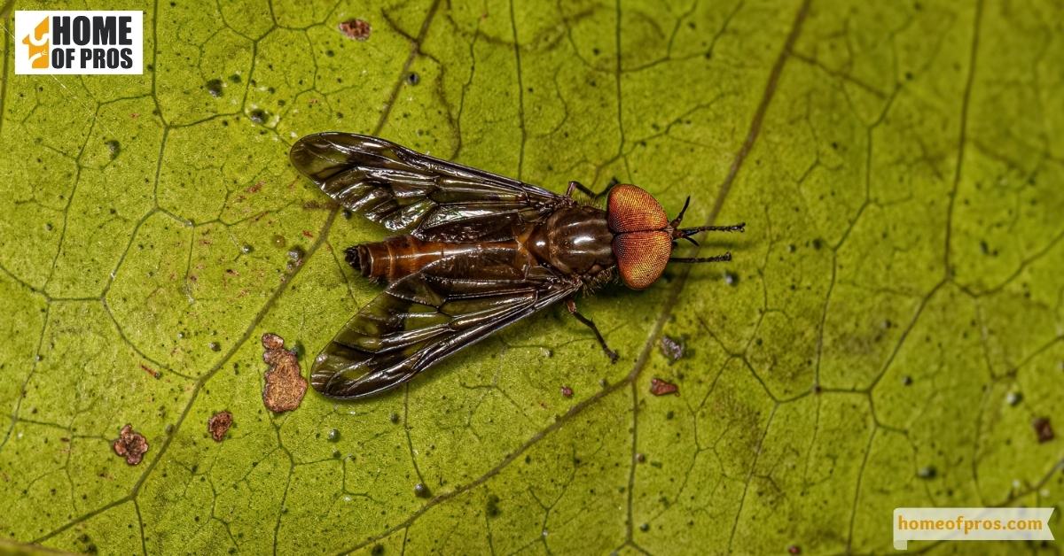 When Does Horse Fly Bite