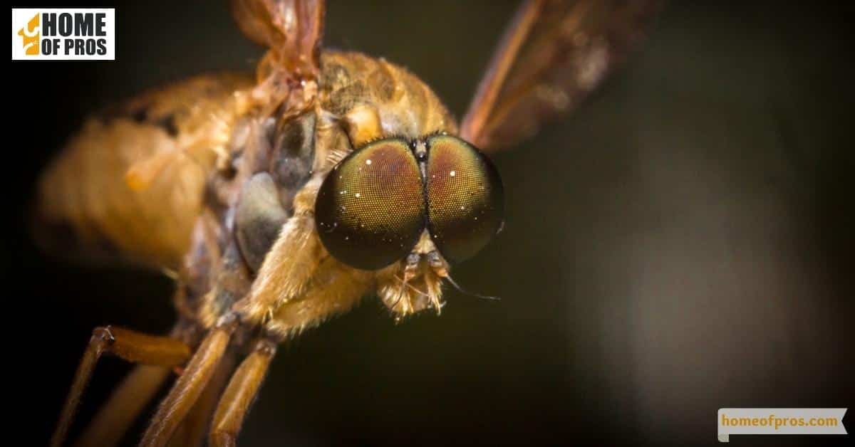 Why Does Horse Fly Bite