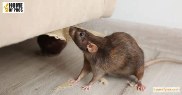 Why Is Pest Recognition Important