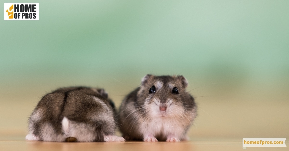 Why Removing Animals Is the First Step