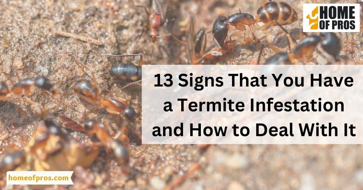 13 Signs That You Have a Termite Infestation and How to Deal With It