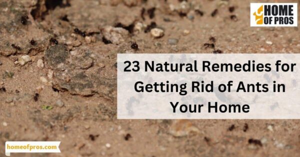 23 Natural Remedies for Getting Rid of Ants in Your Home