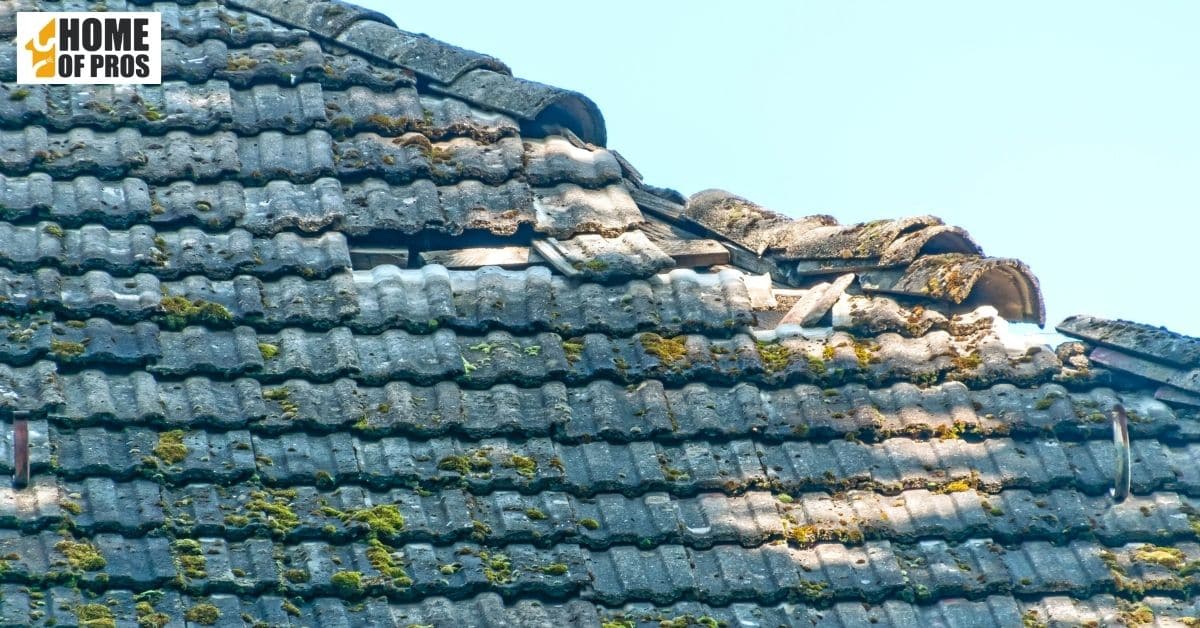 7. Moss or Algae Growth on Your Roof
