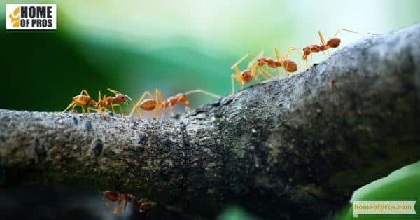 Distinguishing Common Species of Ants