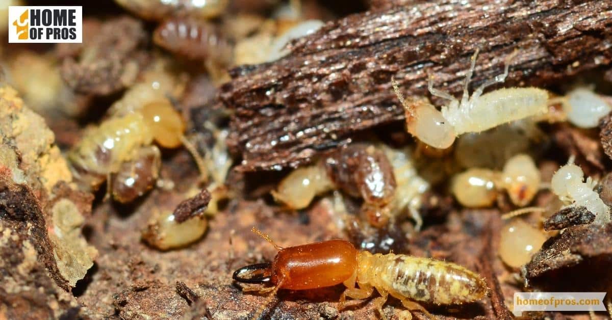 Increasingly visible termite activity