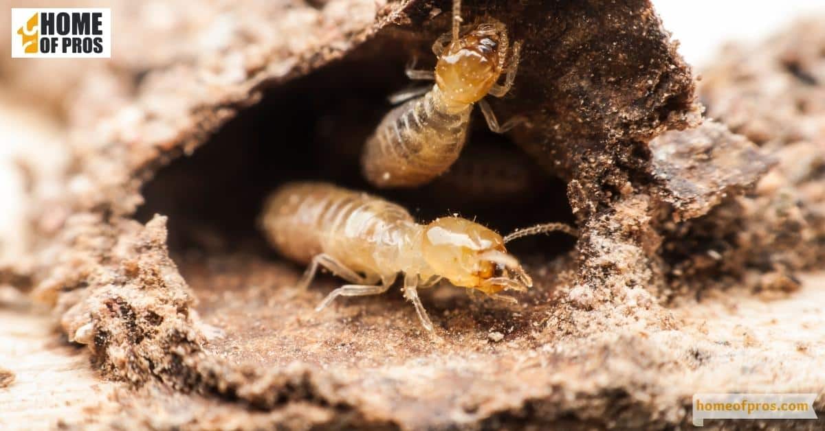 Presence of termite tunnels