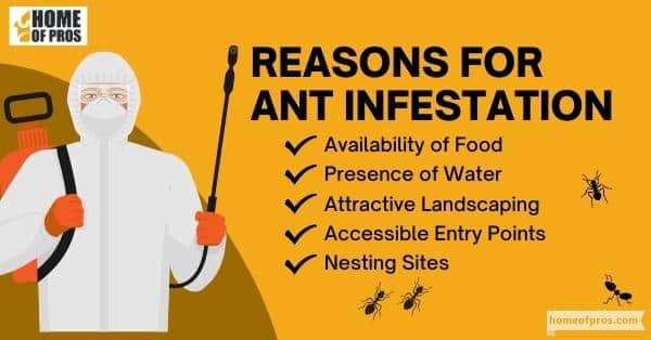 Reasons for Ant Infestation