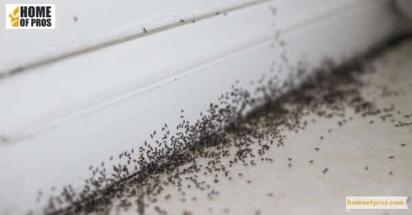 What is Ant Infestations?