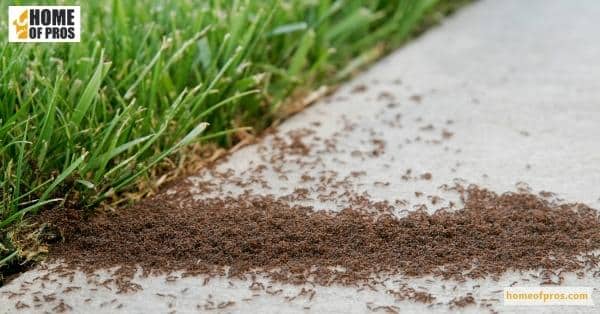 What is Natural Pest Control and Why It Is a Good Option for Many People