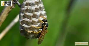 Importance of Wasp and Bee Control