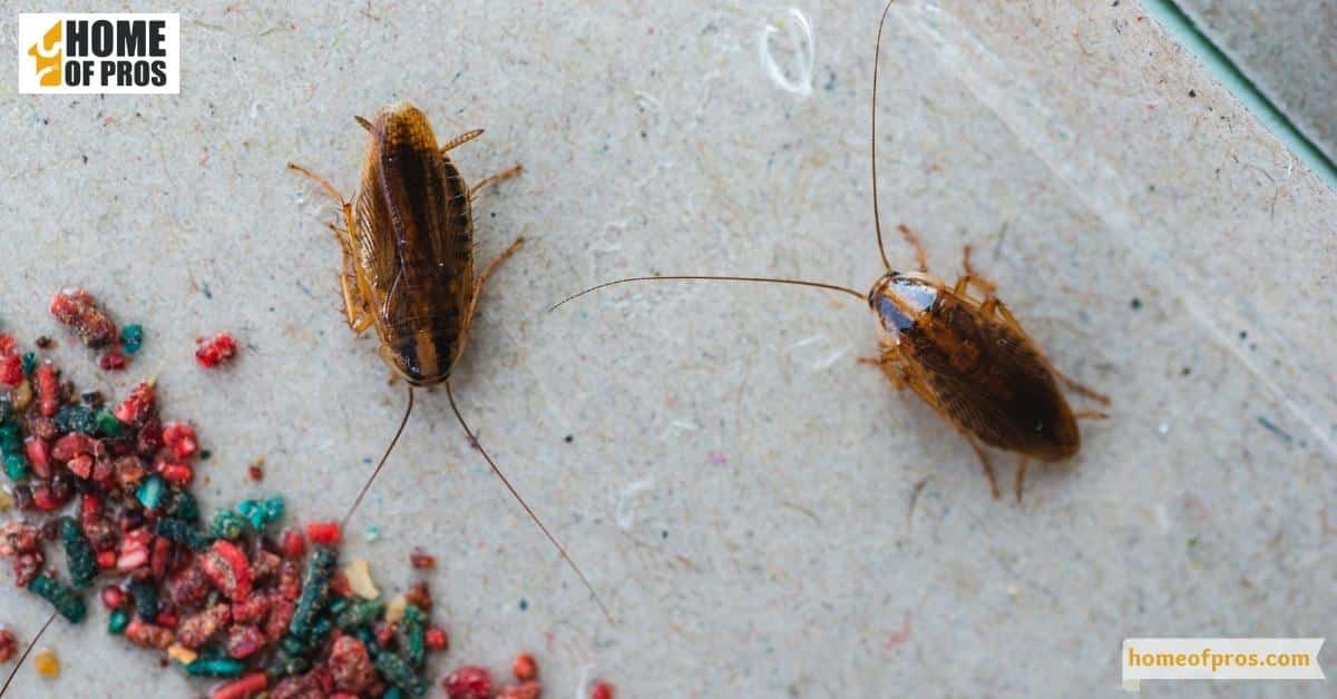 Use cockroach baits
