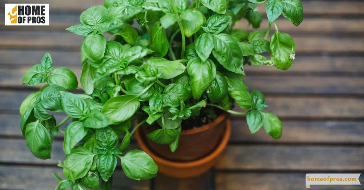 Grow House Fly Repellent Plants