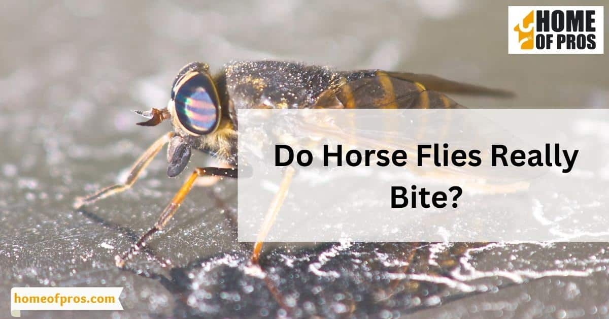 Do Horse Flies Really Bite?