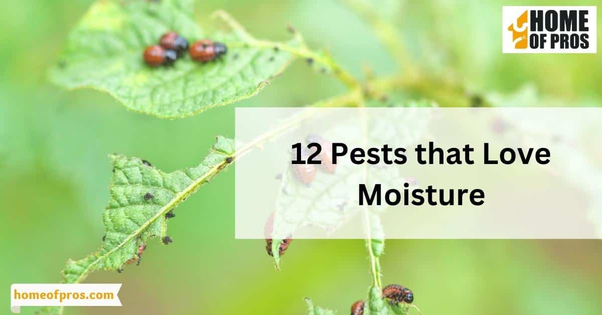 12 Pests that Love Moisture