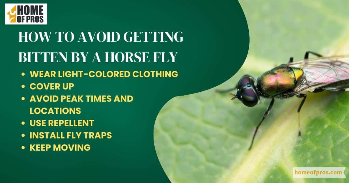 How To Avoid Getting Bitten By A Horse Fly