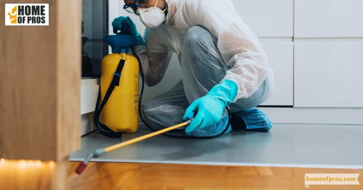Professional Pest Control Services for Spider Problems