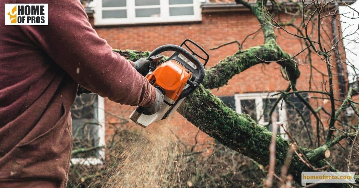 Trim Trees Near Your Home