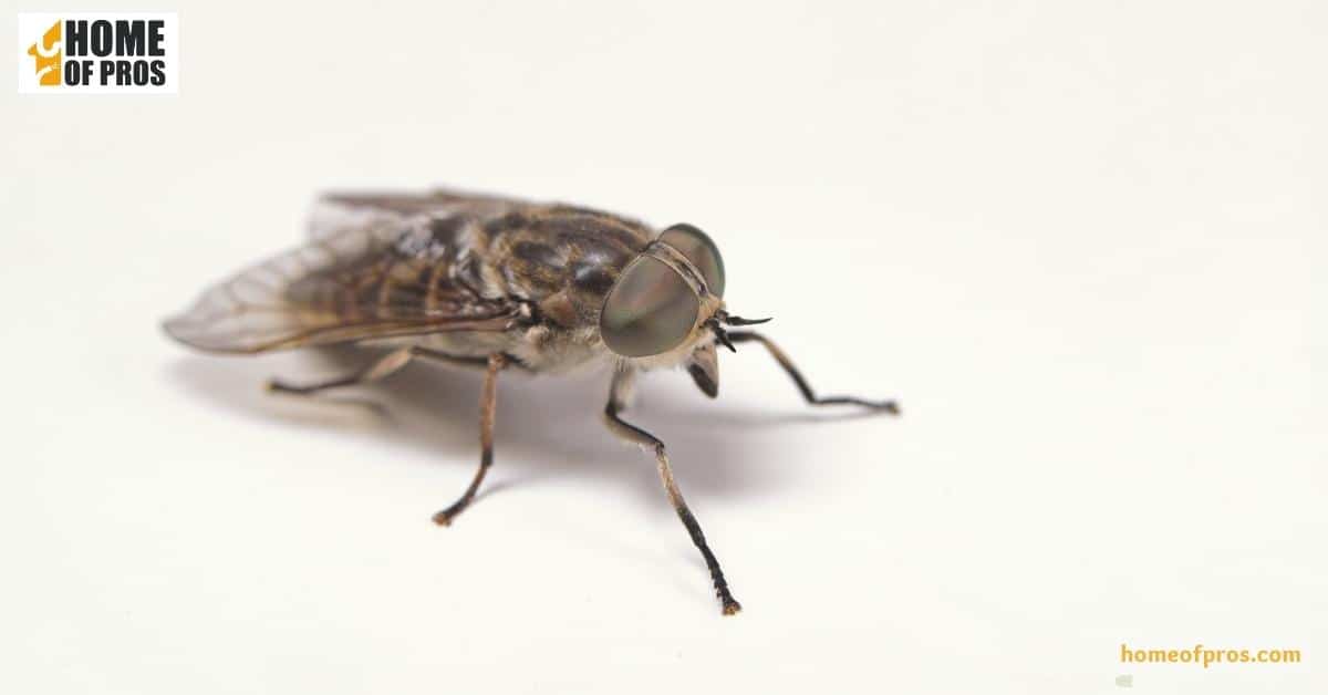 What Are Horse Flies