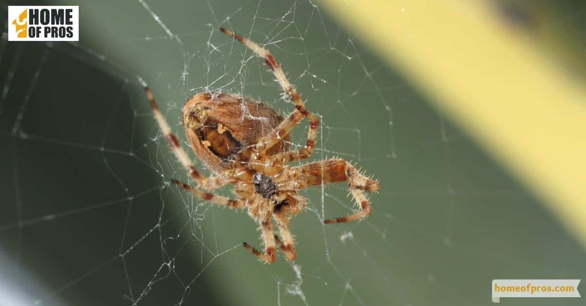 What Causes Spider Infestations