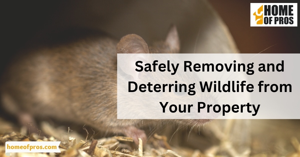 Safely Removing and Deterring Wildlife from Your Property